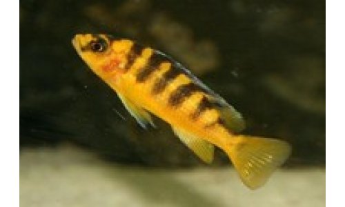 Pseudotropheus crabro